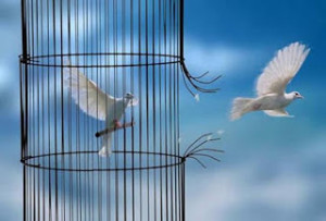 bird free of cage